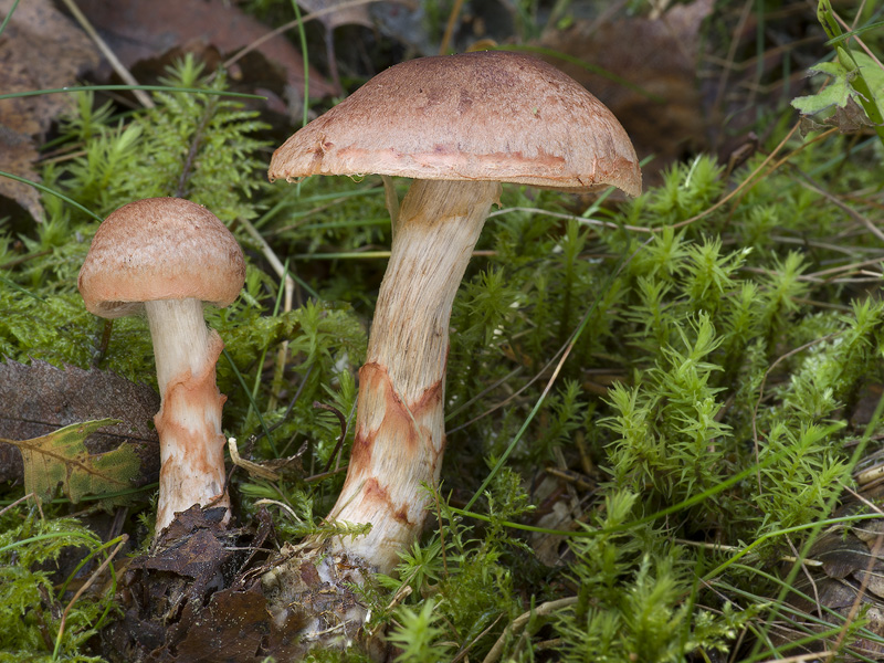 Cortinarius armillatus